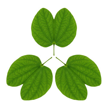 Three Apta leaves for Dussehra festival isolated on transparent background