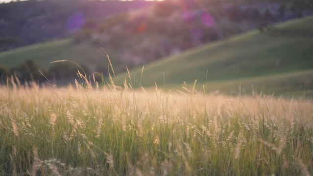 Golden meadow grass field during sunset landscape