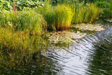 Naklejka premium Glowing reeds line a calm, sun-dappled pond