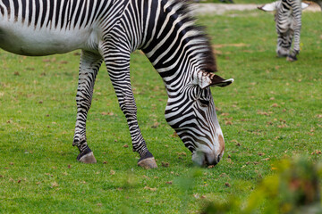 Naklejka premium Zebra grazes on green grass in open field
