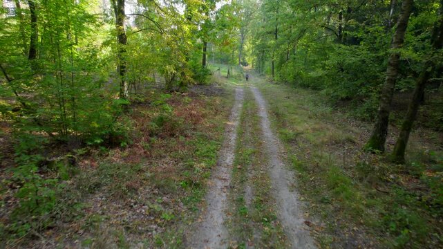 Young boy walking through forest path at autumn.