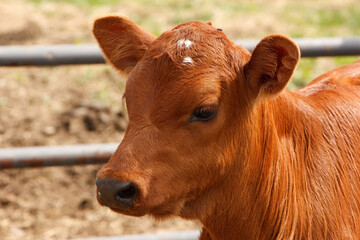 Portrait of a calf in a farm in Pittsfield, Massachusetts © Daniel