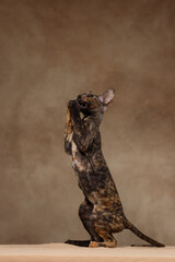 Full length profile portrait of a tortoiseshell Cornish Rex kitten standing on hind legs and holding a brown toy with front paws, curly short fur texture, studio lighting, brown gradient background © Tina
