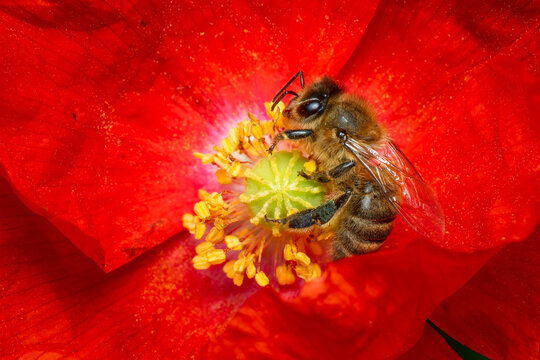 Honey Bee - Apis mellifera, common popular eusocial flying insect native to meadows and woodlands of mainland Afro-Eurasia, Czech Republic.