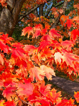 Maple tree in autumn