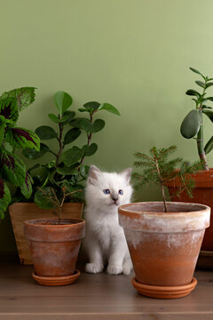 Cute white kitten sitting among potted plants