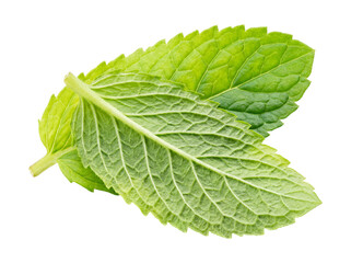 Fresh mint leaves isolated on transparent background © Png Stock Pro
