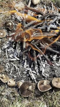 Cooking Fresh Wild Mushrooms Over Wood Fire in Nature