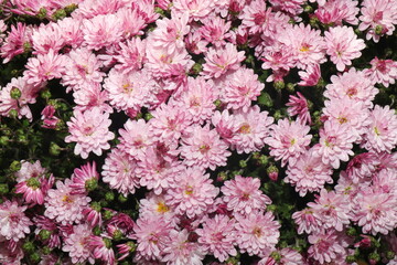 Fototapeta premium Pink Chrysanthemum Flowers Covered with Water Droplets in Full Bloom, Beautiful Autumn Floral Background
