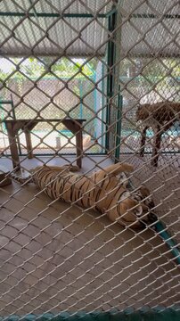 A tiger in rest mode in a Tiger park - Thiland - Bangkok