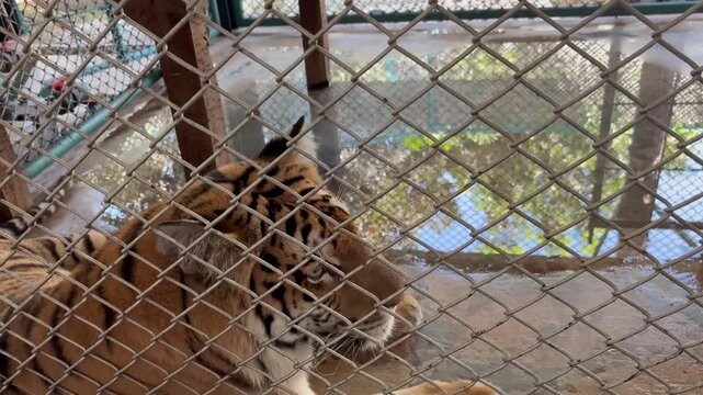 A tiger in rest mode in a Tiger park - Thiland - Bangkok