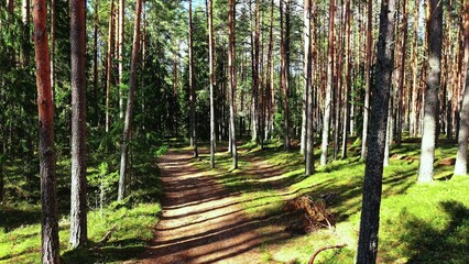 Naklejka premium Tall pine trees lining a winding forest trail bathed in soft afternoon sunlight and greenery