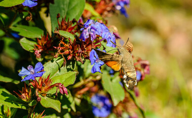 Fototapeta premium hummingbird hawk-moth (Macroglossum stellatarum) butterfly