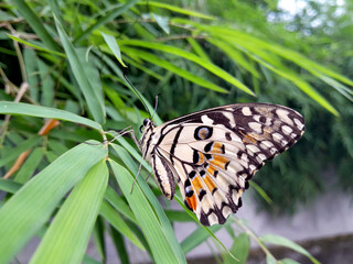 butterfly on bamboo leaf photo © James