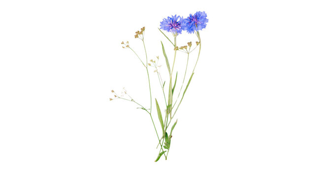 A small bunch of delicate blue cornflowers and wild grasses on white background with botanical photography botany study summer flowers field plant meadow collec