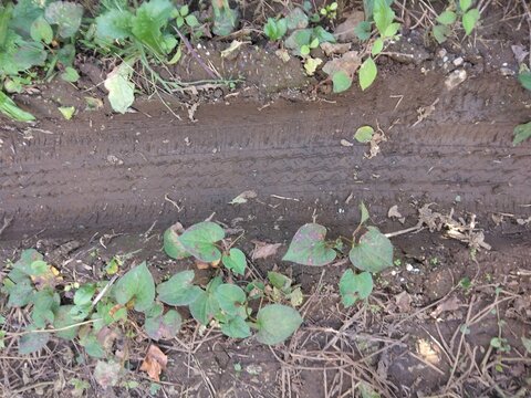 湿った土の地面に残るタイヤの轍と自生するドクダミの葉