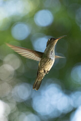 A small hummingbird in flight captured against a soft green out of focus bokeh background with wildlife © vaclav
