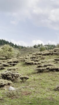 Cinematic Drone Shot of Dense Astragalus Spiny Shrubs Covering Arid Mountain Landscapes in Autumn