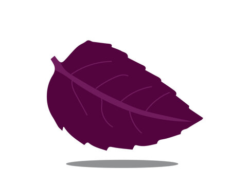 A basil leaf on a white background.