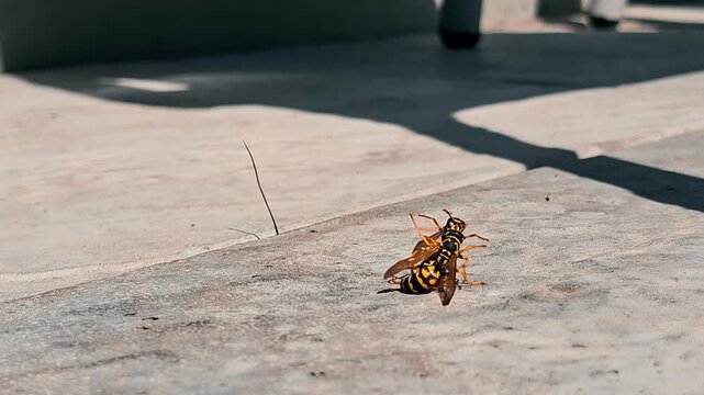 Two aggressive male black and yellow wasps fighting on the concrete floor and then flying away after the battle os over to protect their territory