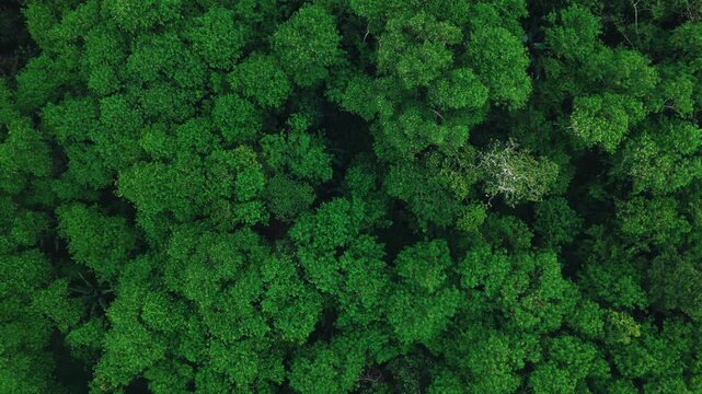 Aerial top view of green tree in rainforest. Green nature for Sustainable environment. ESG, earth day, carbon neutrality, ecosystem abundant and net zero emissions concept
