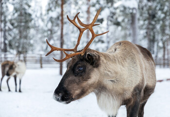 Close-up of a reindeer with large antlers in snowy winter forest © Krafla