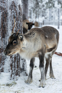 Finnish reindeer in winter corral of Lapland