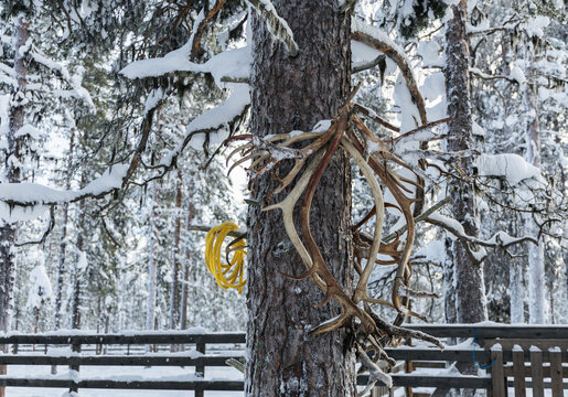 Reindeer antlers hanging on a pine tree trunk in winter forest