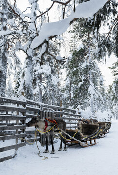 Reindeer with traditional sleigh parked in snowy winter forest