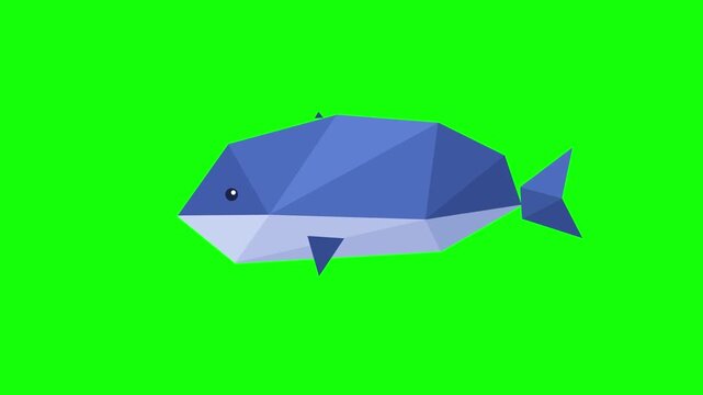 Low poly blue whale swimming with water spout loop on green screen