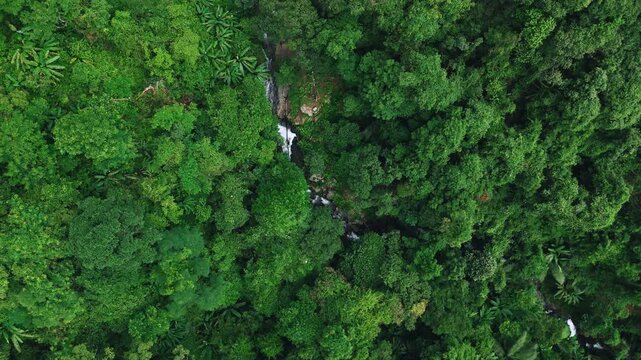 Aerial top view of green tree with river in forest. Green nature for Sustainable environment. ESG, earth day, carbon neutrality, ecosystem abundant and net zero emissions concept.