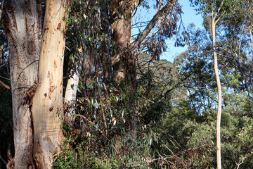 australian bushland landscape with eucalyptus trees and blue sky © Veronica