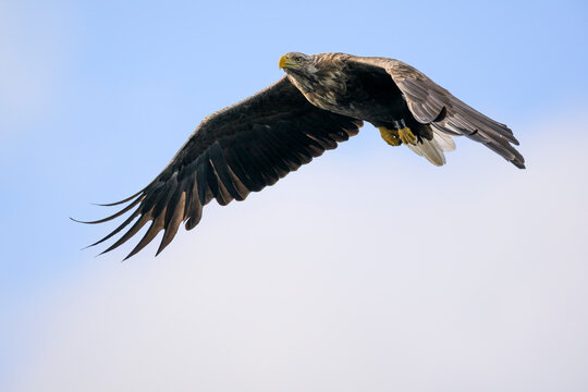A white-tailed eagle flies in the blue sky over Loch Shiel
