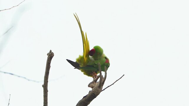 Alexandrine parakeet preening its long tail feathers while perched on a bare tree branch