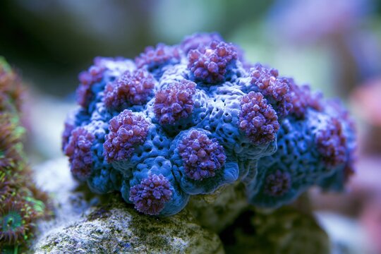 Close-up of blue coral with purple polyps
