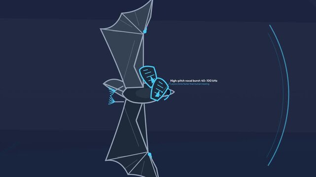 Educational 2D animation illustrating the biological sonar and echolocation process of a bat hunting a mosquito with high pitch vocal bursts and micro echoes