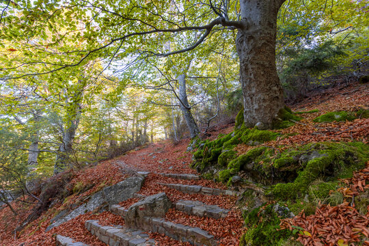 The Moncayo beech forest bathed in the beautiful colours of an autumn dawn, Zaragoza, Aragon, Spain