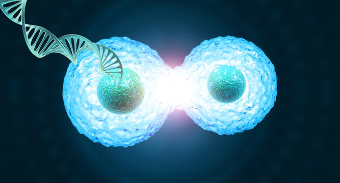 3D human cell division process with DNA strand on blue scientific background illustrating genetics, biology, molecular research, and cellular growth.