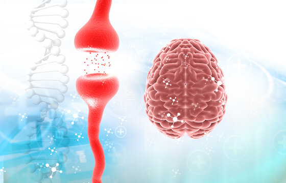 3D human brain anatomy with neuron cells on scientific background illustrating neuroscience, neural connections, medical research, and cognitive function.