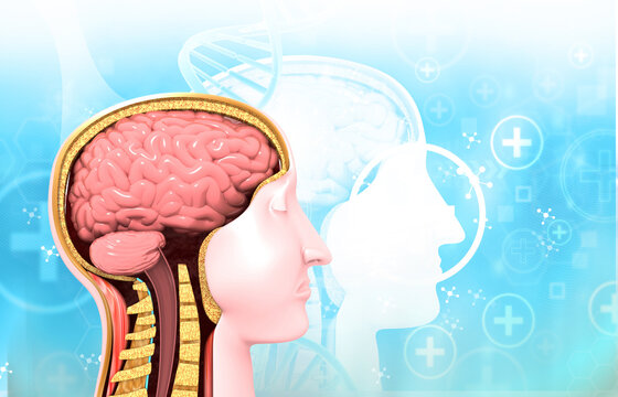 3D human brain and neck anatomy visualization on scientific background highlighting nervous system, medical research, neuroscience, and healthcare concepts.