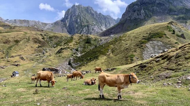 cows grazing on green mountain pasture with rocky alpine peaks under blue sky in pyrenees national park france