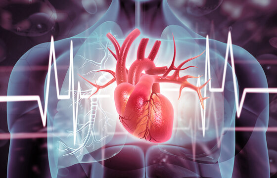 3D human heart anatomy with ECG graph and human body medical background illustrating cardiovascular health, diagnosis, and advanced healthcare concepts.