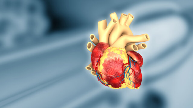 Detailed 3D human heart anatomy on a gray blurred medical background, realistic cardiovascular structure, healthcare and cardiology visualization.