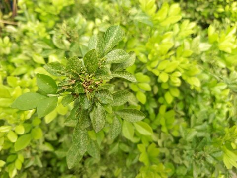 Close-up of Sick Murraya Paniculata Plant with Discolored and Spotted Green Leaves Affected by Pest Infestation or Fungal Disease in the Garden