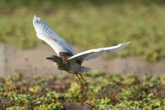 ndian Pond Heron (Ardeola grayii) in flight over its natural habitat, displaying its broad white wings and graceful movement, with a clear view of its flying posture.