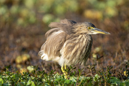 Indian Pond Heron (Ardeola grayii) patiently waiting for its prey in a natural wetland habitat, showcasing its excellent hunting skills and remarkable stillness.
