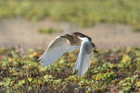 ndian Pond Heron (Ardeola grayii) in flight over its natural habitat, displaying its broad white wings and graceful movement, with a clear view of its flying posture.