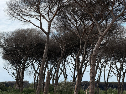 Dead stone pine trees destroyed by toumeyella parvicornis pest attack in Anzio, Italy