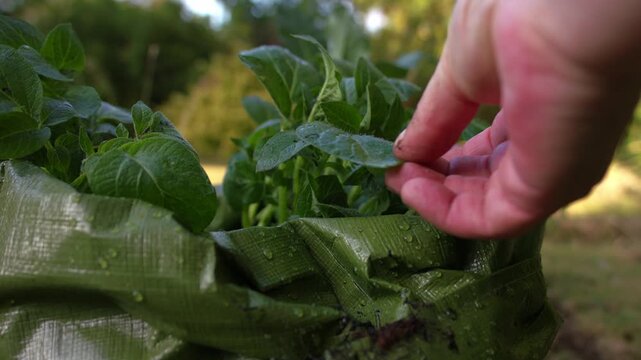 Gardener inspecting young potato seed plant growing in soil bag