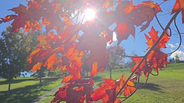 Golden maple leaves glow in autumn sunlight. Branches sway gently against a clear blue sky. Green grass and distant trees frame the scene. Warm sunbeams filter through vibrant foliage